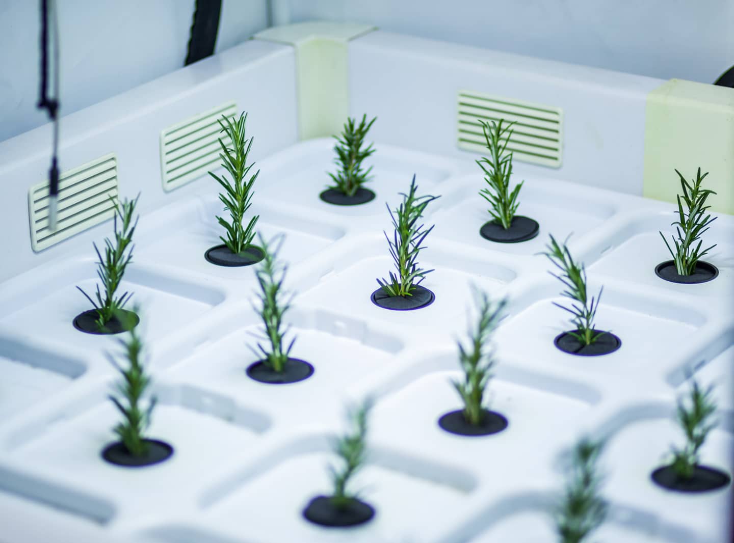 Growshop K&ouml;ln Innenansicht — 350 Quadratmeter Fachgesch&auml;ft f&uuml;r Indoor Growing in K&ouml;ln-Deutz